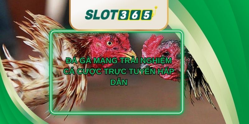 Đá Gà Mạng Trải Nghiệm Cá Cược Trực Tuyến Hấp Dẫn