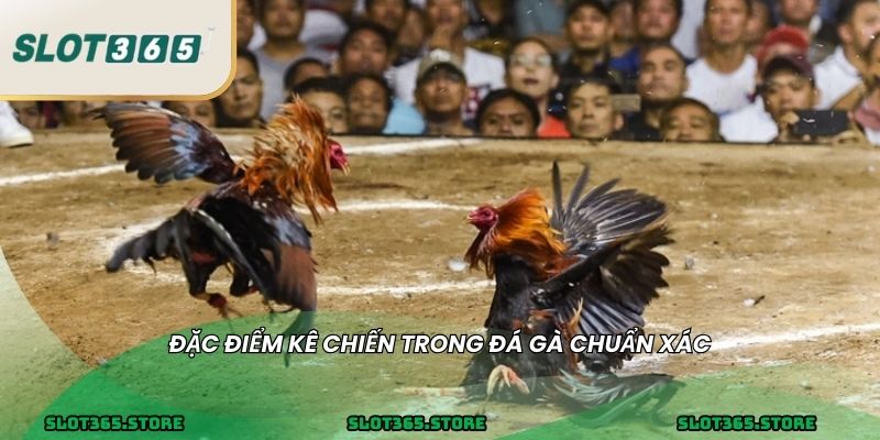 Đặc điểm kê chiến trong đá gà chuẩn xác