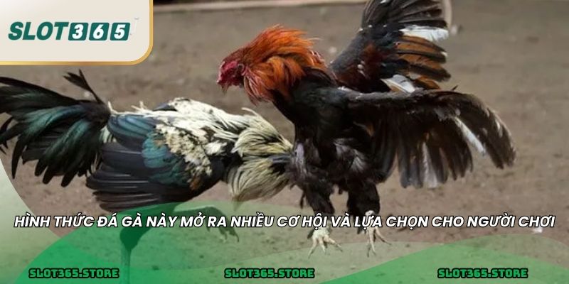 Hình thức đá gà này mở ra nhiều cơ hội và lựa chọn cho người chơi