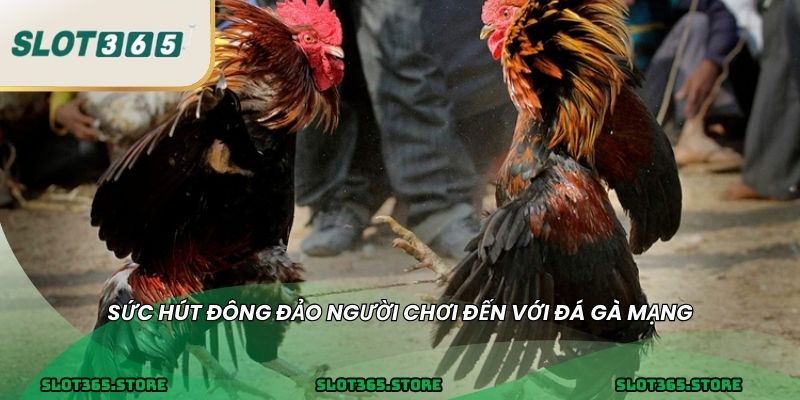 Sức hút đông đảo người chơi đến với đá gà mạng